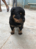 Foto №3. Rottweiler-Welpen. Australien