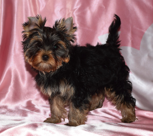 Foto №2 zu Ankündigung № 2613 zu verkaufen yorkshire terrier - einkaufen Russische Föderation züchter