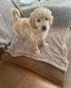 Foto №3. Süße Mini-Goldendoodles EIN HÜBSCHER JUNGE ÜBRIG!!!. USA