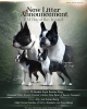 Foto №3. Boston-Terrier-Welpen. Serbien