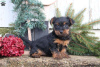 Foto №1. yorkshire terrier - zum Verkauf in der Stadt Gelsenkirchen | 530€ | Ankündigung № 63822