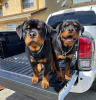 Foto №2 zu Ankündigung № 121106 zu verkaufen rottweiler - einkaufen Finnland quotient 	ankündigung, züchter