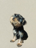 Foto №3. Yorkshire-Terrier-Welpen. Georgien