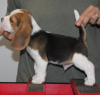 Foto №4. Ich werde verkaufen beagle in der Stadt Bonn. quotient 	ankündigung - preis - 331€