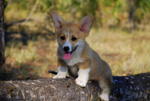 Foto №1. welsh corgi - zum Verkauf in der Stadt Shchelkino | verhandelt | Ankündigung № 3549