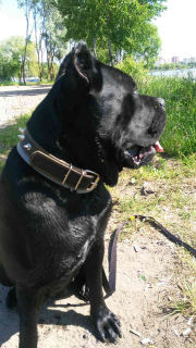 Foto №1. cane corso italiano - zum Verkauf in der Stadt Minsk | 568€ | Ankündigung № 2882