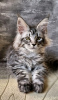 Foto №1. maine-coon-katze - zum Verkauf in der Stadt Queen Creek | 400€ | Ankündigung № 118135