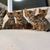 Foto №3. Geimpfte Bengal-Kätzchen zu verkaufen. Deutschland