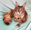 Foto №3. Kotian Maine Coon. Russische Föderation