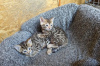 Foto №3. TICA-registrierte Bengal-Kätzchen verfügbar. Puerto Rico
