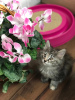 Zusätzliche Fotos: Kurilianische Bobtail-Kätzchen