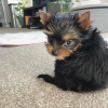 Foto №4. Ich werde verkaufen yorkshire terrier in der Stadt München. quotient 	ankündigung - preis - 265€