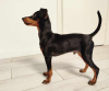 Foto №4. Ich werde verkaufen zwergpinscher in der Stadt Tallinn. quotient 	ankündigung - preis - 800€