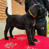 Foto №3. Cane-Corso-Welpen. Deutschland