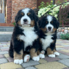 Foto №3. Bernese Mountain Dog Puppies. Deutschland