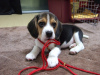 Foto №2 zu Ankündigung № 56467 zu verkaufen beagle - einkaufen Finnland quotient 	ankündigung