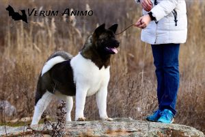 Foto №1. amerikanischer akita - zum Verkauf in der Stadt Zaporizhia | 825€ | Ankündigung № 5344