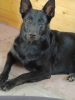 Foto №2 zu Ankündigung № 8455 zu verkaufen mischlingshund, osteuropäischer schäferhund - einkaufen Russische Föderation quotient 	ankündigung, züchter