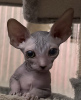 Foto №3. Canadian Sphynx Kitten. Deutschland