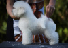 Foto №3. Bichon Friesian Welpe. Serbien