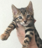 Zusätzliche Fotos: Gesunde Bengalkatzen-Kätzchen zur kostenlosen Adoption