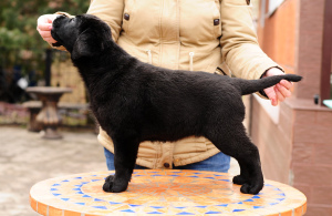 Zusätzliche Fotos: Labrador Welpen von schwarzer und Rehfarbe.
