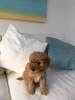 Zusätzliche Fotos: F1b Goldendoodle-Miniatur bereit für ihr neues und ewiges Zuhause