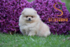 Foto №3. Pomeranian Boo, erstklassige reinrassige Welpen. Serbien