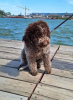 Foto №3. Lagotto Romagnolo Welpen. Serbien