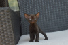 Foto №2 zu Ankündigung № 121029 zu verkaufen devon rex - einkaufen Deutschland quotient 	ankündigung, züchter