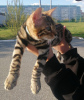 Foto №2 zu Ankündigung № 10587 zu verkaufen bengal katzenrasse - einkaufen Russische Föderation züchter