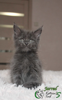 Foto №3. Maine Coon Boy Blau. Russische Föderation