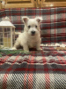 Foto №1. west highland white terrier - zum Verkauf in der Stadt Berlin | verhandelt | Ankündigung № 44771