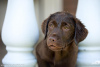 Foto №3. Labrador-Retriever-Welpen. Russische Föderation