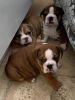 Foto №2 zu Ankündigung № 87158 zu verkaufen englische bulldogge - einkaufen Deutschland quotient 	ankündigung