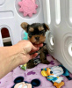 Foto №2 zu Ankündigung № 117308 zu verkaufen yorkshire terrier - einkaufen Finnland quotient 	ankündigung, züchter