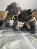 Foto №1. französische bulldogge - zum Verkauf in der Stadt Miami Lakes | 284€ | Ankündigung № 93434