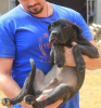 Foto №2 zu Ankündigung № 116666 zu verkaufen cane corso italiano - einkaufen Serbien 