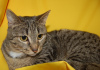 Zusätzliche Fotos: Vesta-Katze sucht ein Zuhause