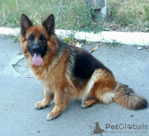 Foto №2 zu Ankündigung № 7443 zu verkaufen deutscher schäferhund - einkaufen Ukraine quotient 	ankündigung
