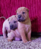 Zusätzliche Fotos: Shar-Pei-Babys