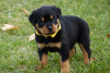 Foto №2 zu Ankündigung № 97238 zu verkaufen deutscher schäferhund - einkaufen Deutschland quotient 	ankündigung, züchter