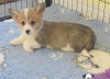 Foto №4. Ich werde verkaufen welsh corgi in der Stadt Афины.  - preis - 250€