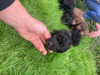 Foto №3. Bedlington Terrier Welpen - Rüden und Hündinnen - Versand und Lieferung möglich. USA