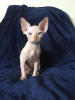 Foto №2 zu Ankündigung № 11994 zu verkaufen sphynx cat - einkaufen Frankreich aus dem tierheim