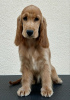 Foto №1. english cocker spaniel - zum Verkauf in der Stadt Ada | 500€ | Ankündigung № 123425