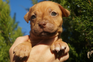 Zusätzliche Fotos: Zwinger LOVELY HEARTS, Welpen des Pitbull-Terriers der Sportzucht