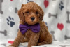 Foto №3. Wunderschöne Cavapoo-Welpen zur kostenlosen Adoption. Deutschland