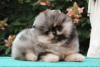 Zusätzliche Fotos: Süßer männlicher Pomeranian-Welpe zu verkaufen