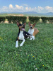 Foto №3. TOP Basenji-Hunde. Serbien